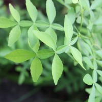 Naringi crenulata (Roxb.) Nicolson